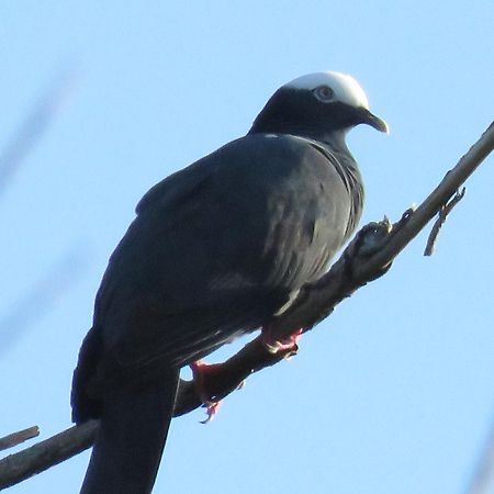 Blue Lizard House Villa San Andres  Bagian luar foto