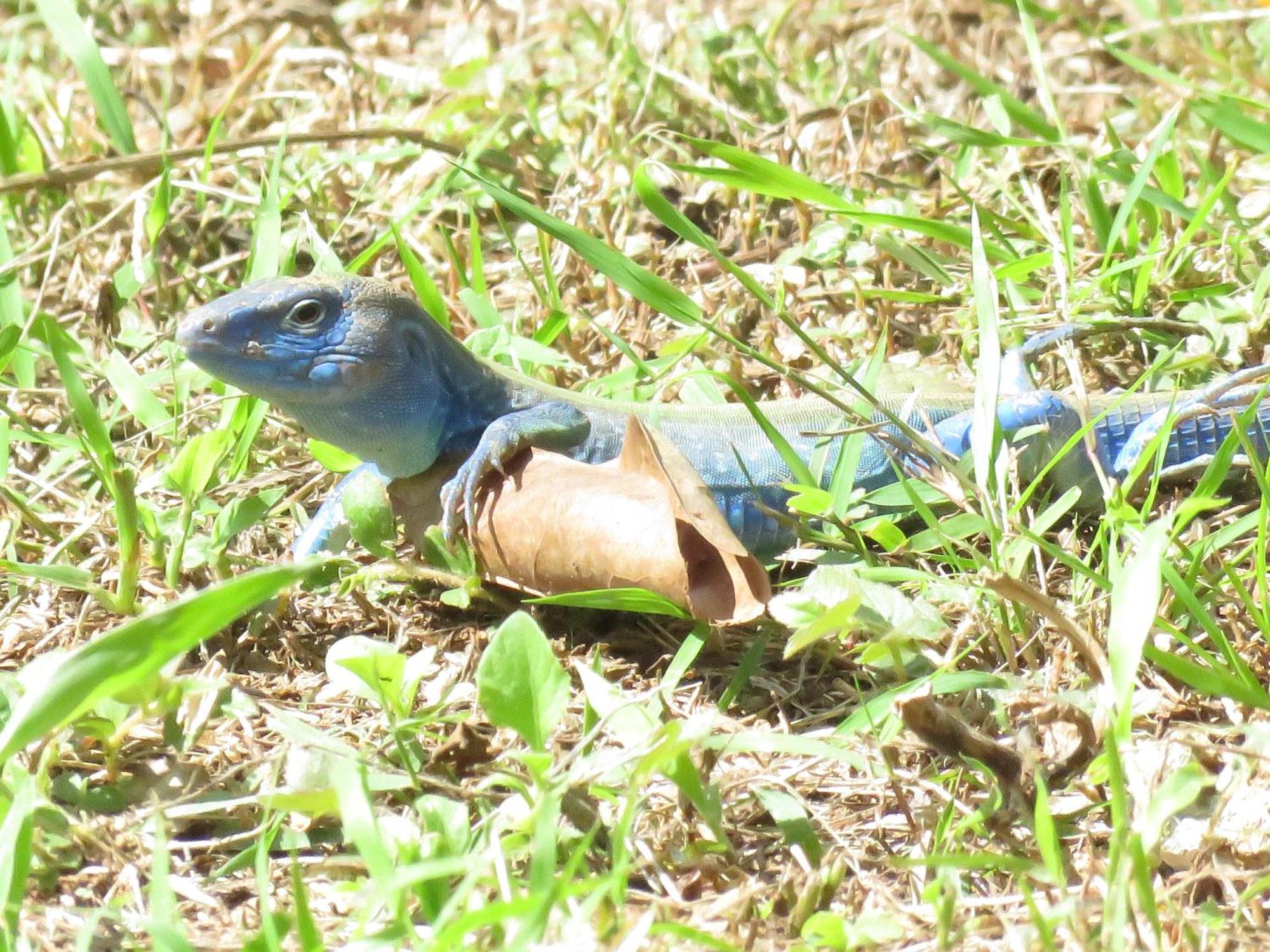 Blue Lizard House Villa San Andres  Bagian luar foto